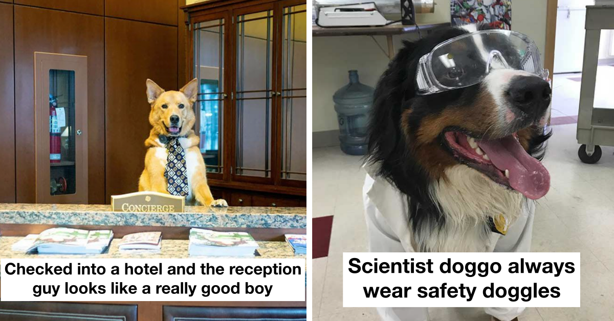 40 Independent Working Dogs Who Took Their Life In Their Own Paws