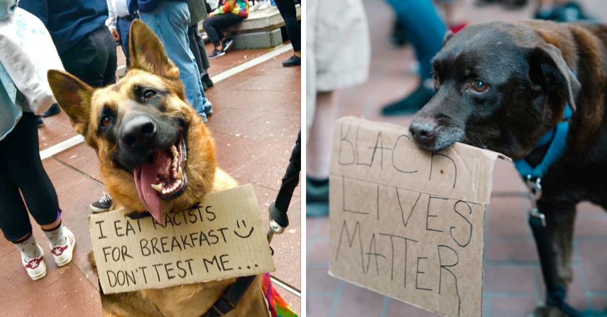 30 Dogs Who Joined The BLM Protest & Proved They’re Real Good Boys - grandgoldman.com