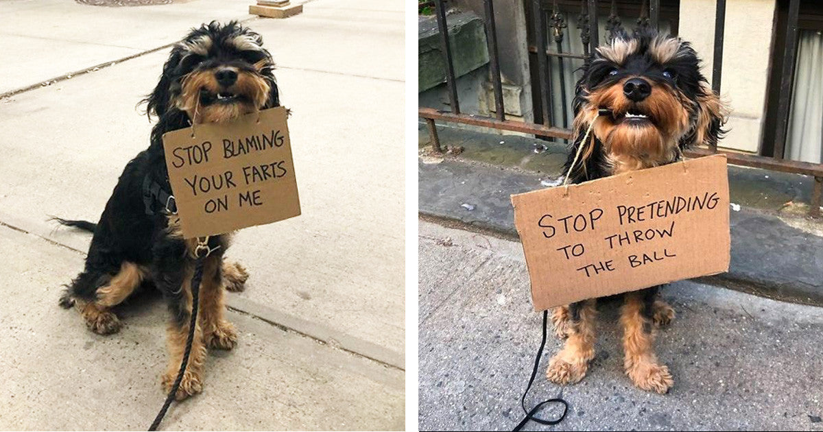 Dog Protests About The Annoying Everyday Things That His Fellow Dogs ...