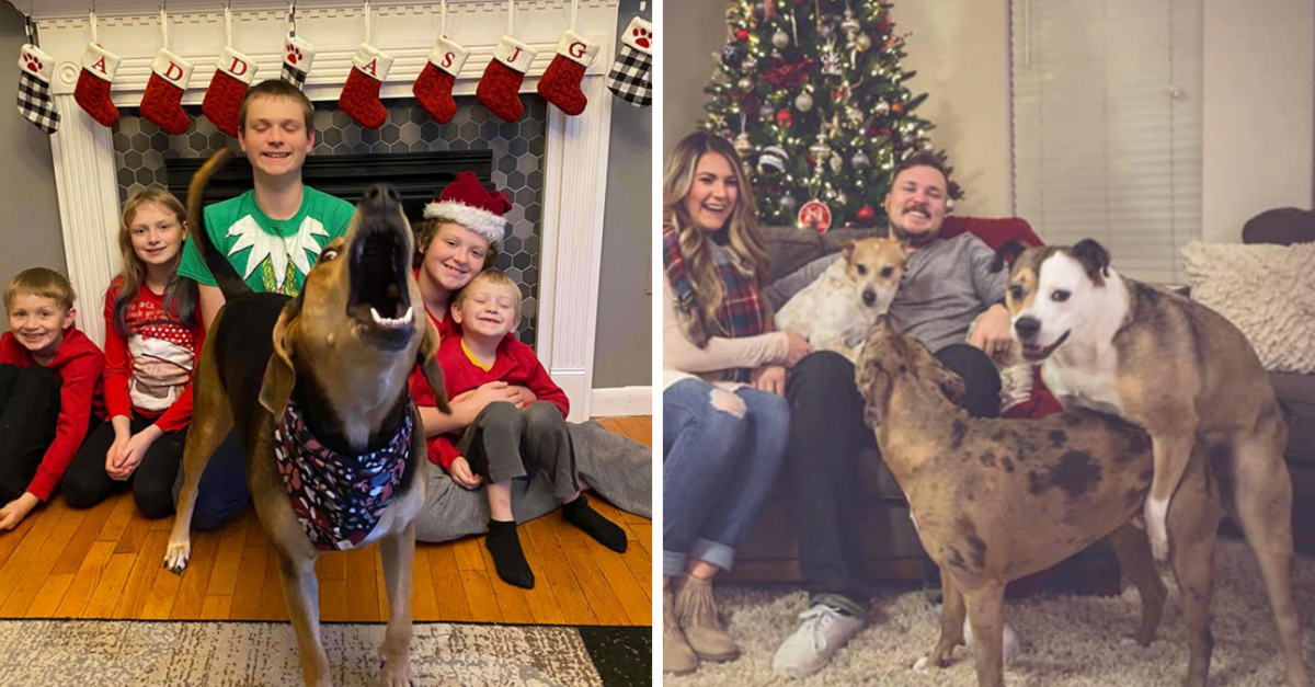 39 Times Dogs Decided To Photobomb Christmas Photos & “Ruined” Them - grandgoldman.com