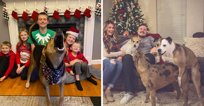 39 Times Dogs Decided To Photobomb Christmas Photos & “Ruined” Them - grandgoldman.com