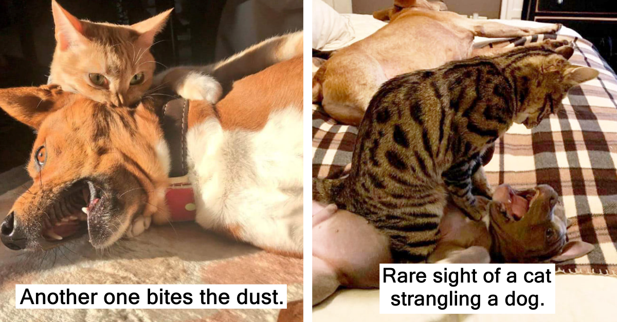20 Evil Cats That Scared Off Dogs Twice Their Size - grandgoldman.com