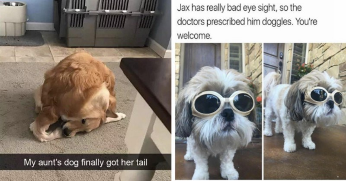 34 Hilarious Doggos That’ll Make You Chuckle With Their Shenanigans - grandgoldman.com