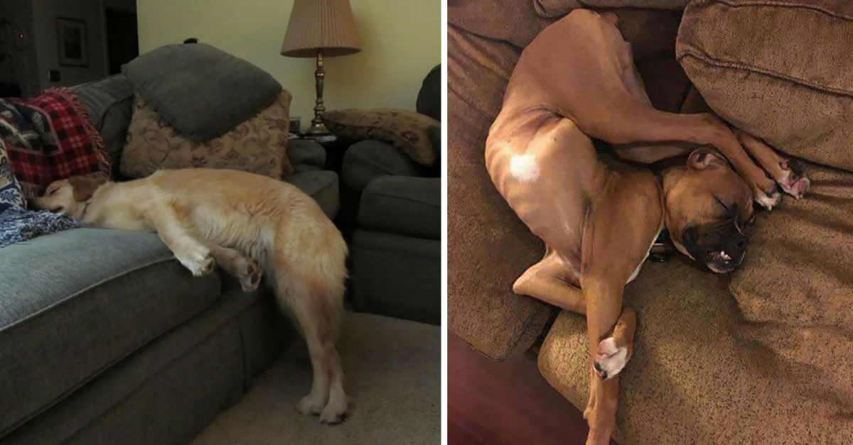 50 Dogs Who Fell Asleep In Hilariously Awkward Positions - grandgoldman.com