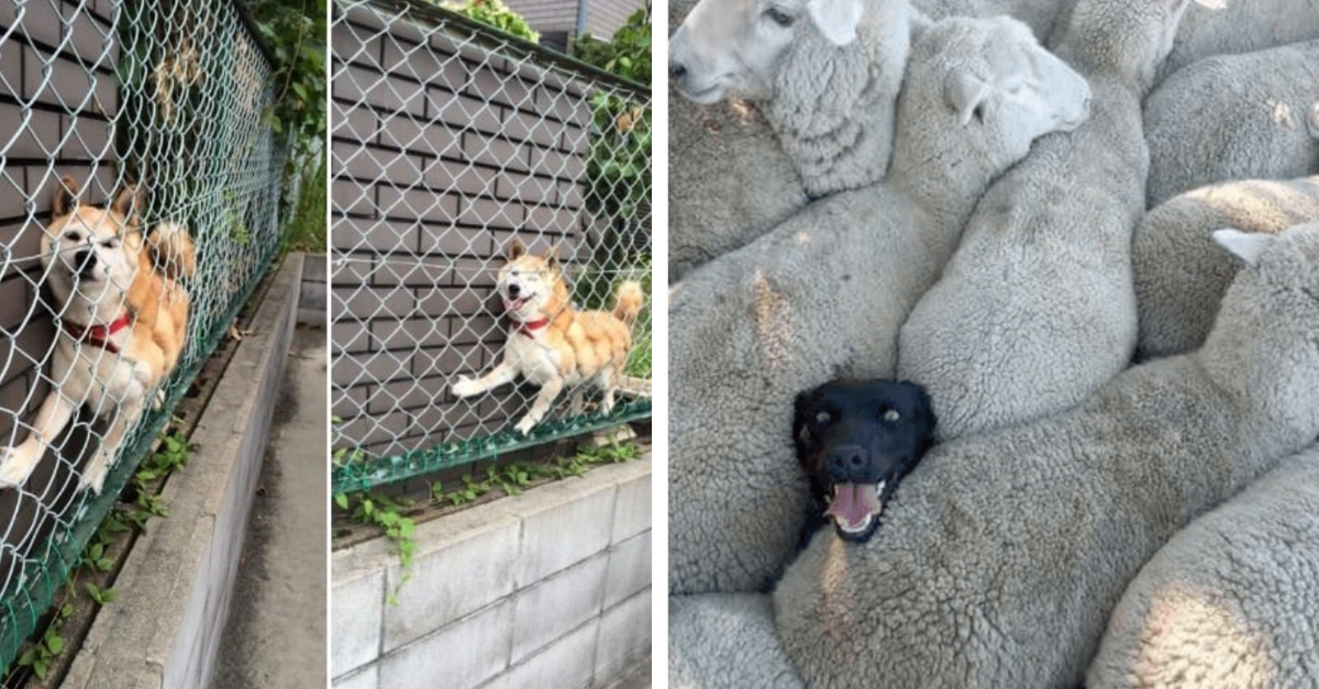 30 Naughty Dogs Who Got Stuck In Weird Places And Now Require Assistance