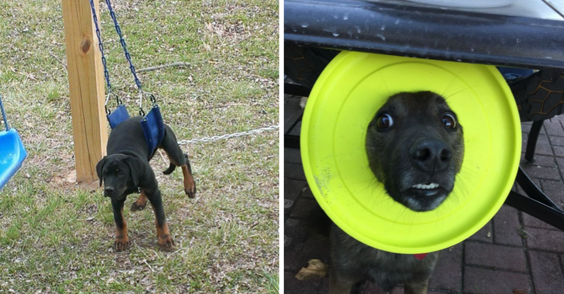 12 Hilarious Pics Of Doggos In Awkward Situations That Will Make You Laugh Hysterically