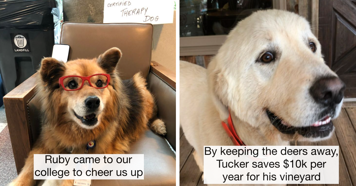27 Hard Working Dogs That Deserve A Good-Boy Medal For Their Work - grandgoldman.com
