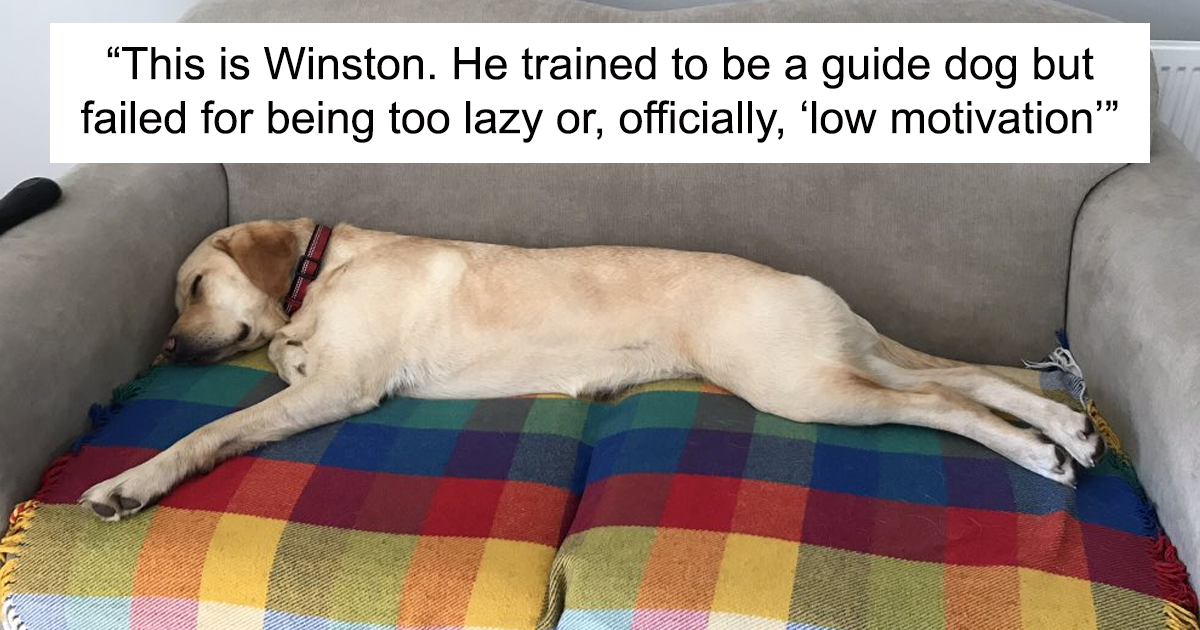 50 Hilarious Stories Of Dogs That Were Bred To Do A Job But Failed Adorably