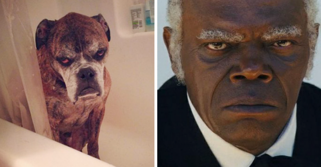22 Dogs Who Look Like Famous Celebrities & It’s Hilarious