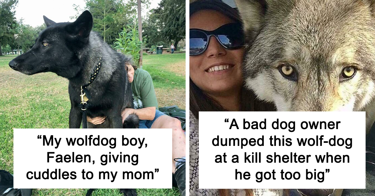 50 Adorable Photos Of Dogs That Are So Big In Size That They Look Like Wolves