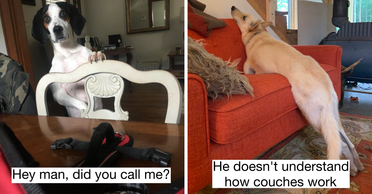 40 Weirdo Dogs That Need To See A Dog Therapist - grandgoldman.com