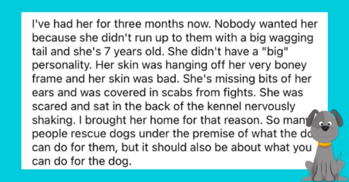 Wholesome Stories Of Rescue Dogs Enjoying A Second Chance At Life - grandgoldman.com
