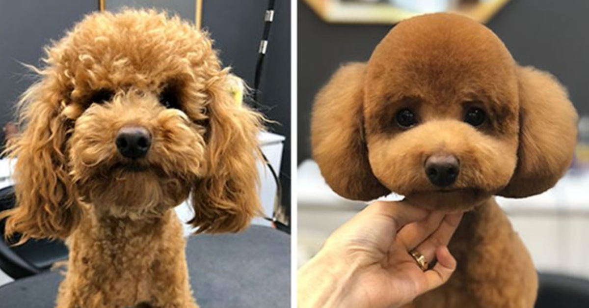 30 Dogs Who Transformed Into Something Else After Seeing These Groomers