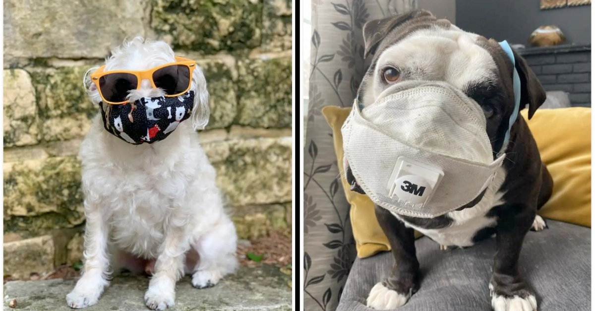 14 Very Good Dogs Posing In Masks To Show Humans How It’s Done