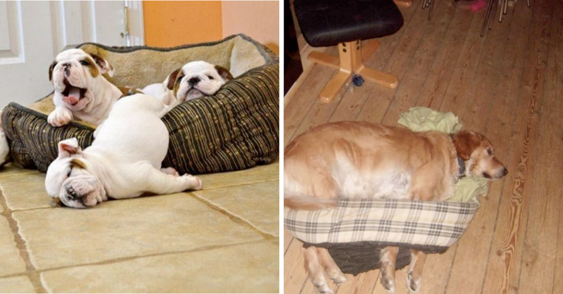 10 Dogs Who Don’t Care How Much You Spent On Their Bed