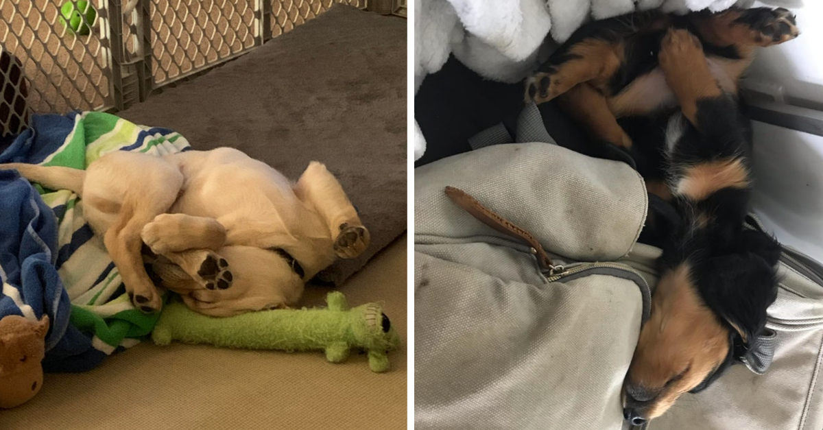 30 Weird Dogs Who Need To See A Dogtor Right Now - grandgoldman.com