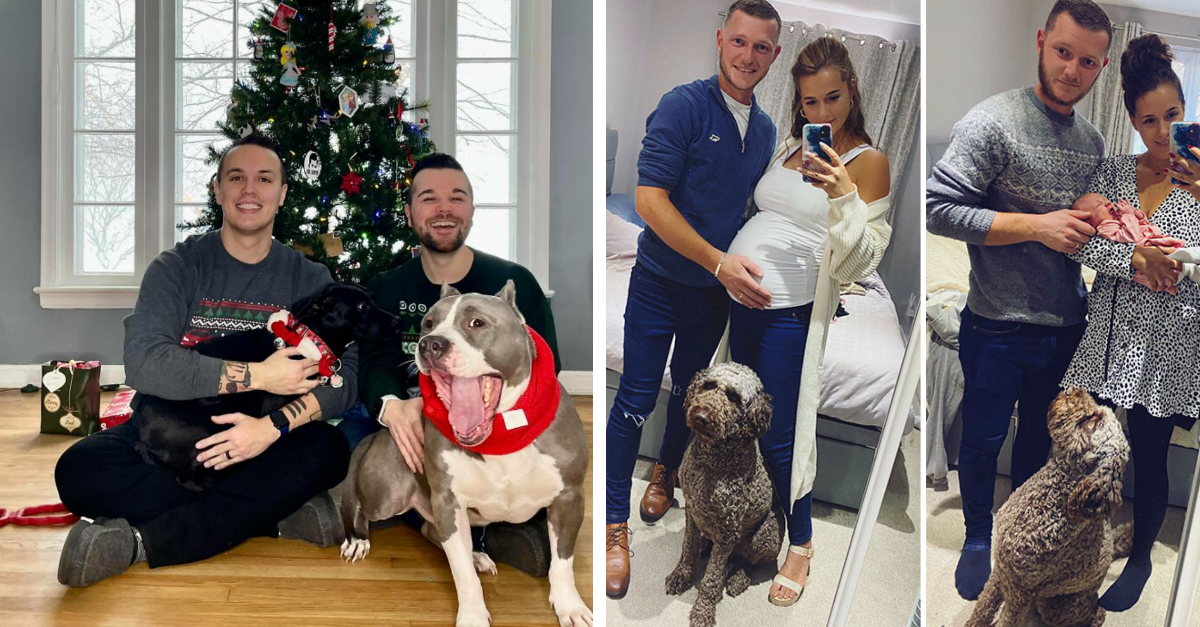 40 Wholesome Family Photos Featuring Dogs That Show Dogs Complete Family