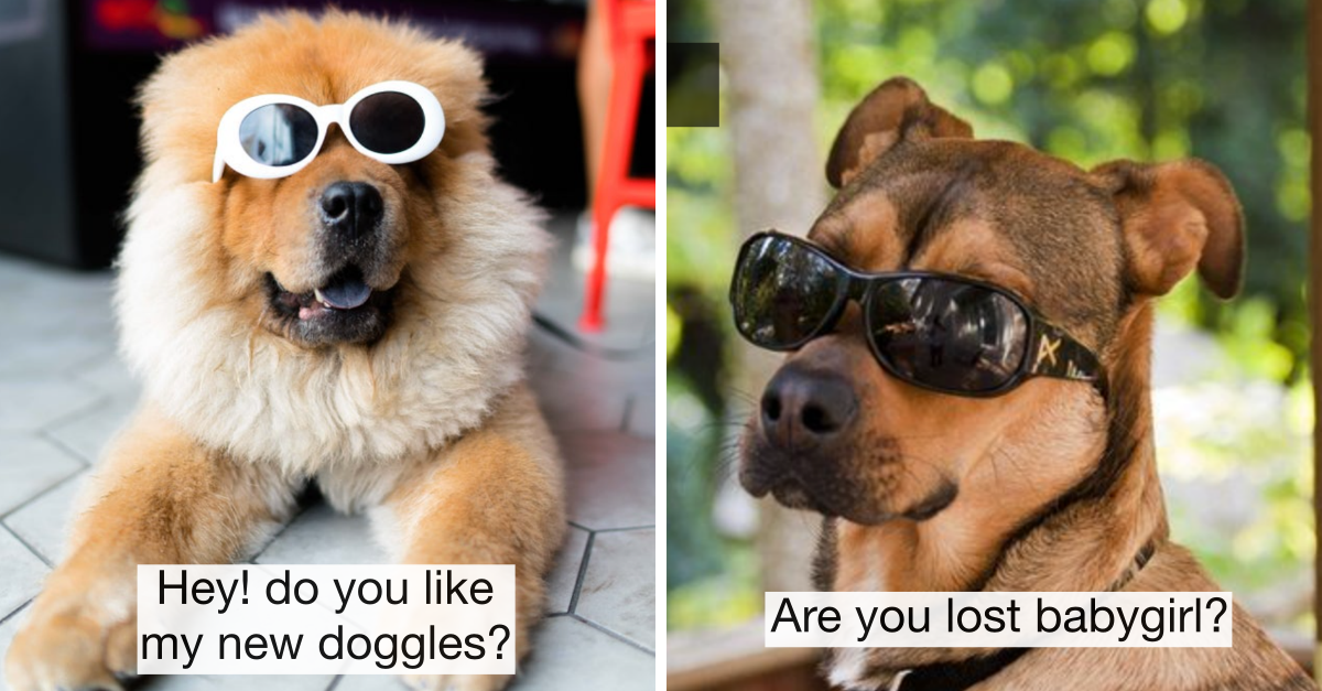 35 Dogs Who Look Sexy With Glasses (Doggles) And They Know It - grandgoldman.com