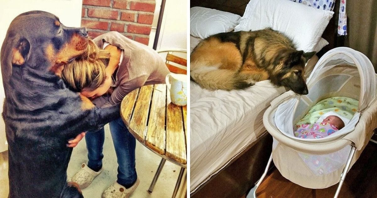 24 Dogs Who Love Their Owners More Than Anything & Their Gazes Prove It - grandgoldman.com