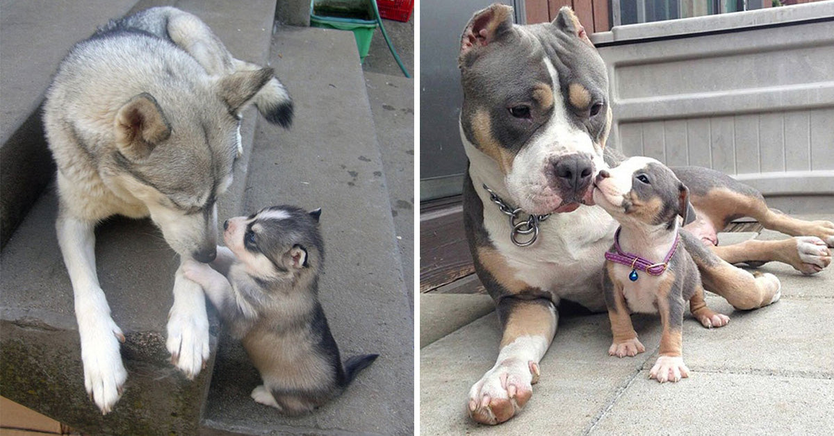 21 Big Dogs With Their Mini Copies - grandgoldman.com