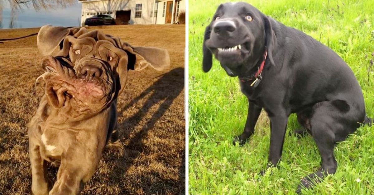 30 Of Most Unflattering Pics Of Dogs That Prove Dogs Are Dorkiest