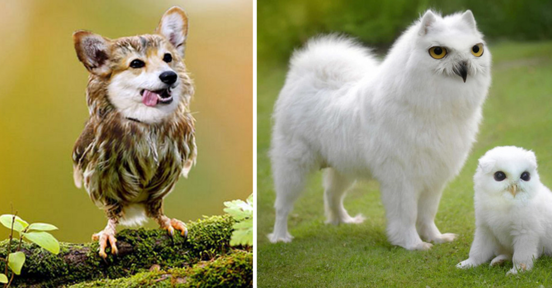 20 Hilarious Pictures Of Dogs And Owls Fused Together (DOWLS)