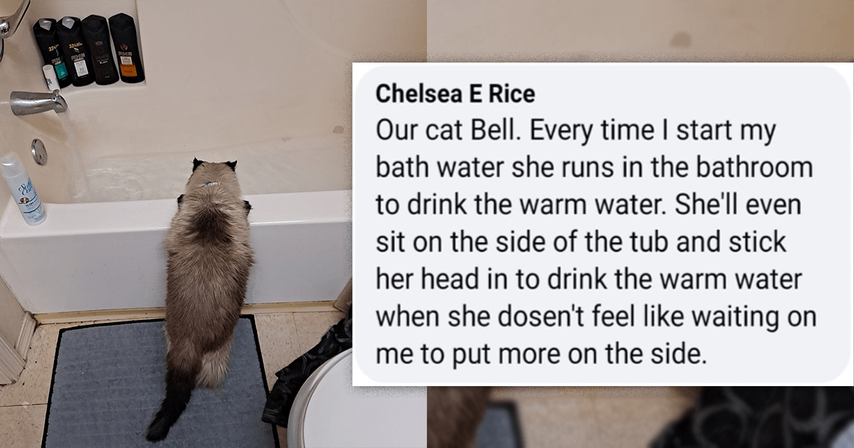 30 Hilarious Photos Of Cats Being Cats And Doing The Hysterical Cat Things