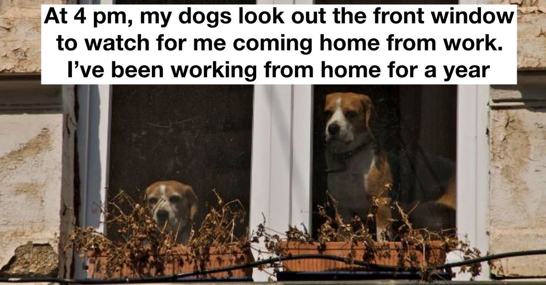 19 Of The Dumbest Things Pets Have Ever Done Shared By Their Owners