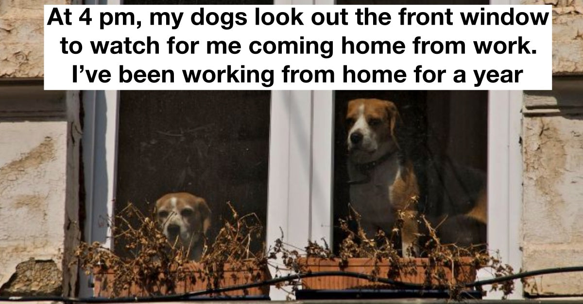 19 Of The Dumbest Things Pets Have Ever Done Shared By Their Owners