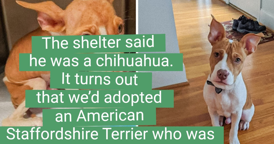 18 Amazing People Who Couldn’t Pass By Homeless Animals And Changed Their Lives For Better - grandgoldman.com