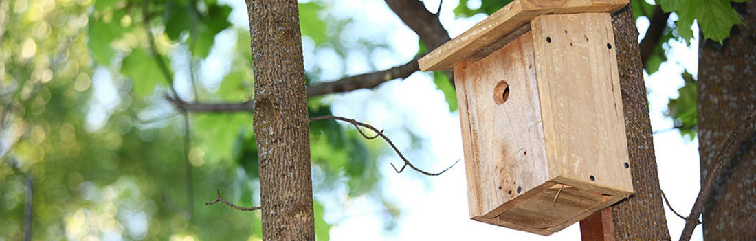 Build a bird house and help protect them from the cold - grandgoldman.com