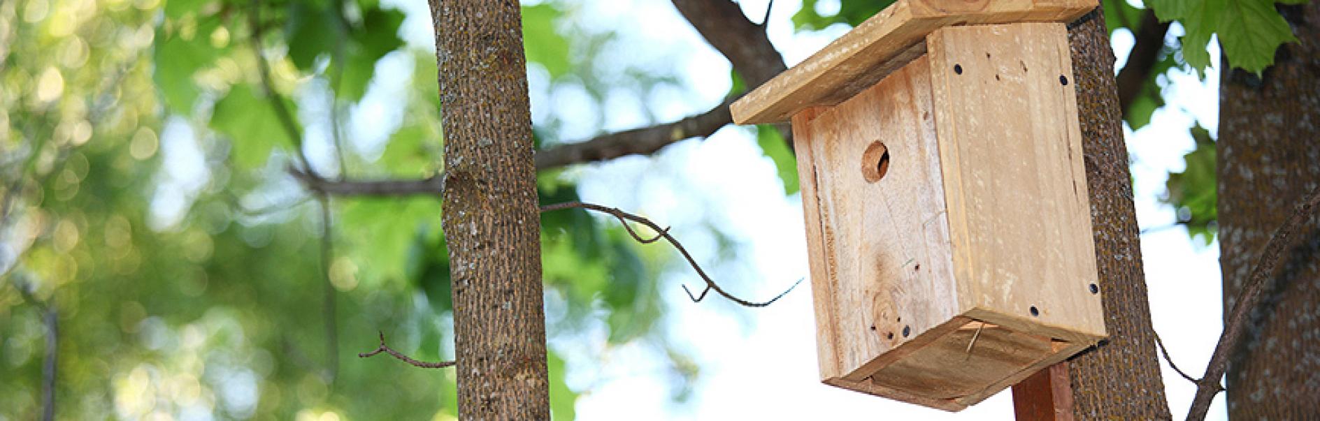 Build a bird house and help protect them from the cold - grandgoldman.com