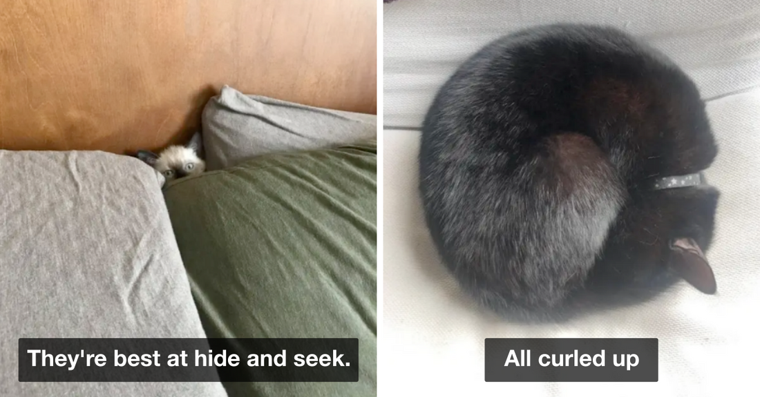Best Cat Posts That Are A Proof Of How Expressive They Are