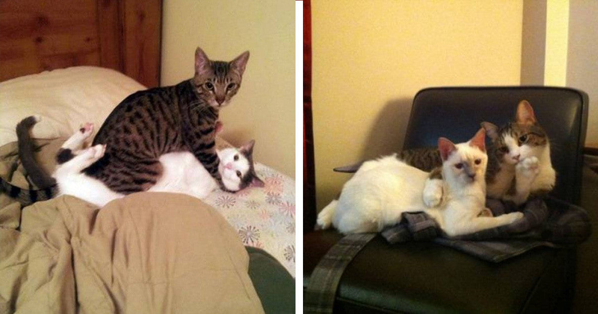 Cats Who Were Caught In The Act When Their Humans Came Home Early And Surprised Them - grandgoldman.com