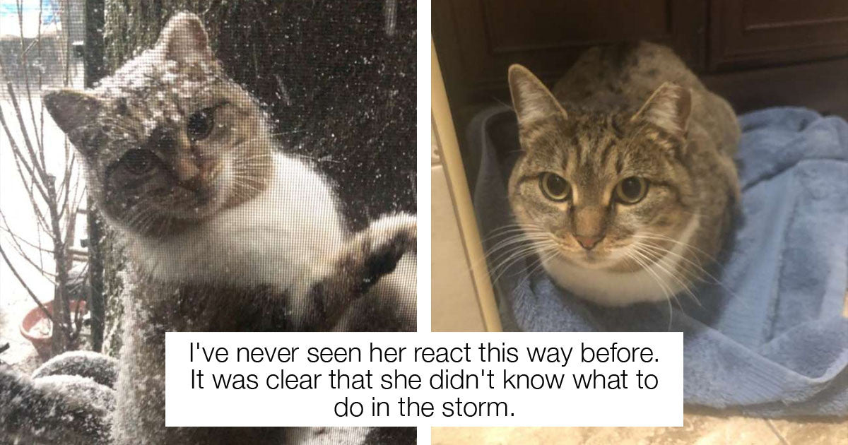 During A Polar Vortex, This Stray Cat Begged To Come Inside This Man’s Home - grandgoldman.com