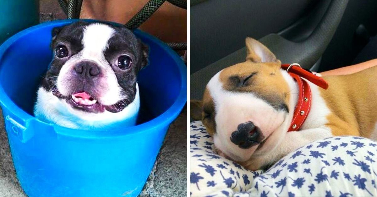 30 Adorable Photos of Terriers That Will Make You Want To Get One - grandgoldman.com