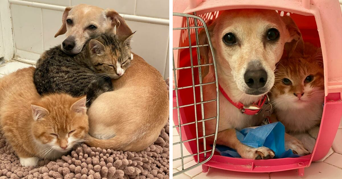 Pooch Takes Care Of Shy Kittens Until They Gain Enough Courage To Interact With Humans - grandgoldman.com