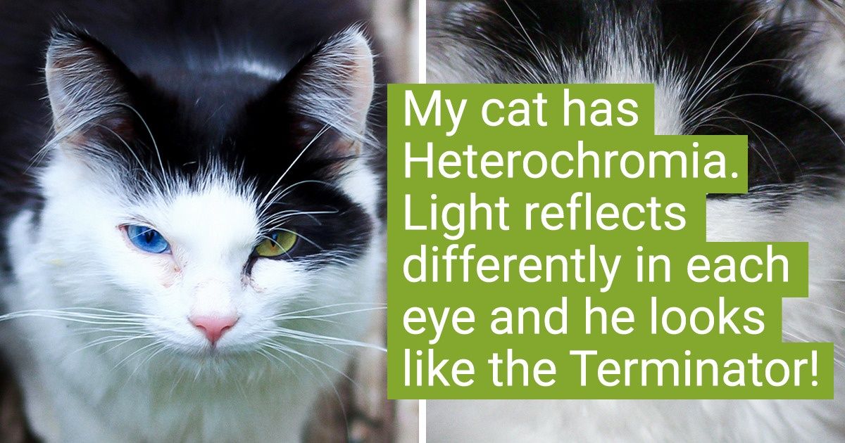 18 Pets That Are So Unique, It’s Hard to Believe They’re Even Real - grandgoldman.com