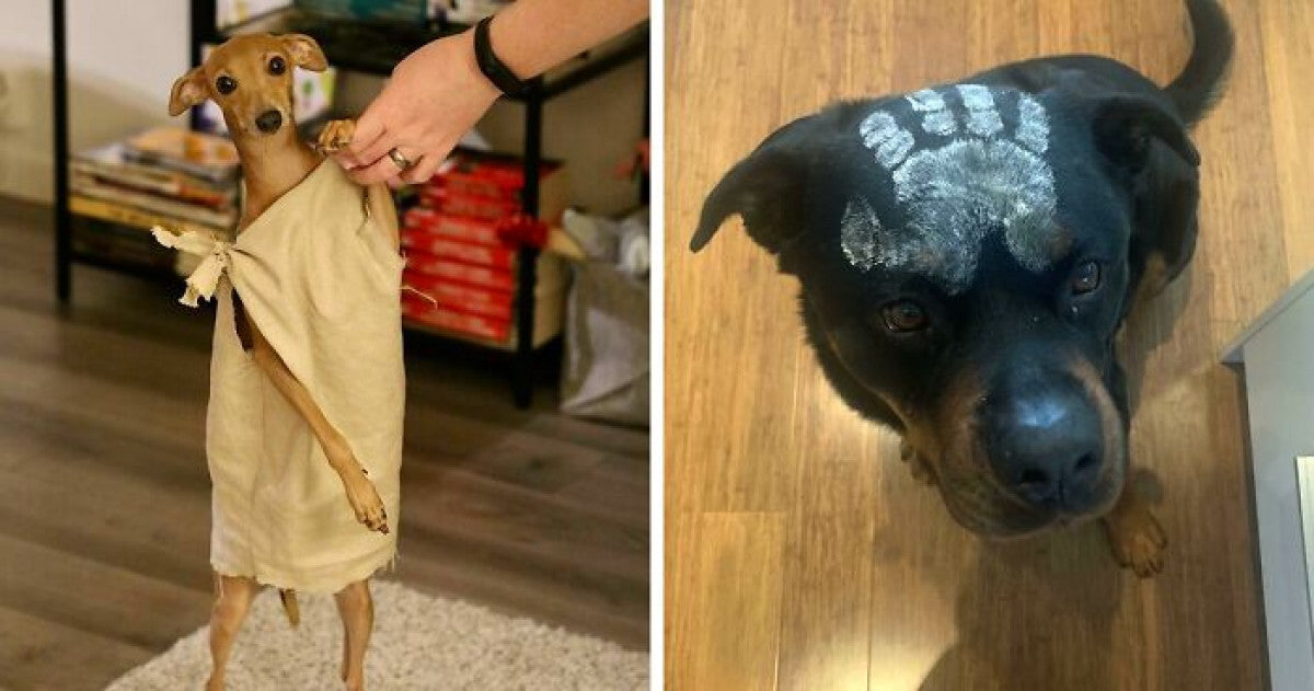 40 Pets Who Absolutely Nailed The Halloween Costumes - grandgoldman.com