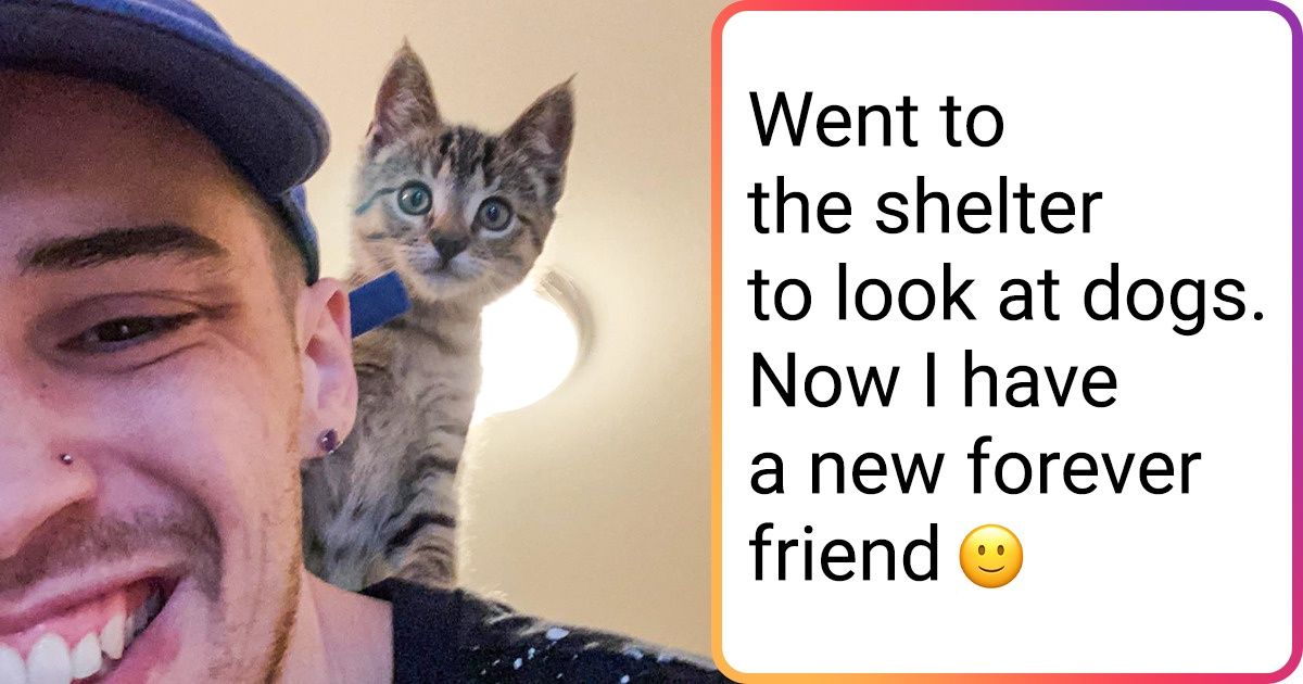 18 People Who Came To Animal Shelter And Found Their Best Friend Instantly - grandgoldman.com