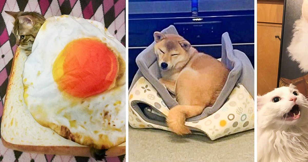 20 Times People Bought Cool Gifts For Their Pets But Weren’t Ready For Their Reaction - grandgoldman.com