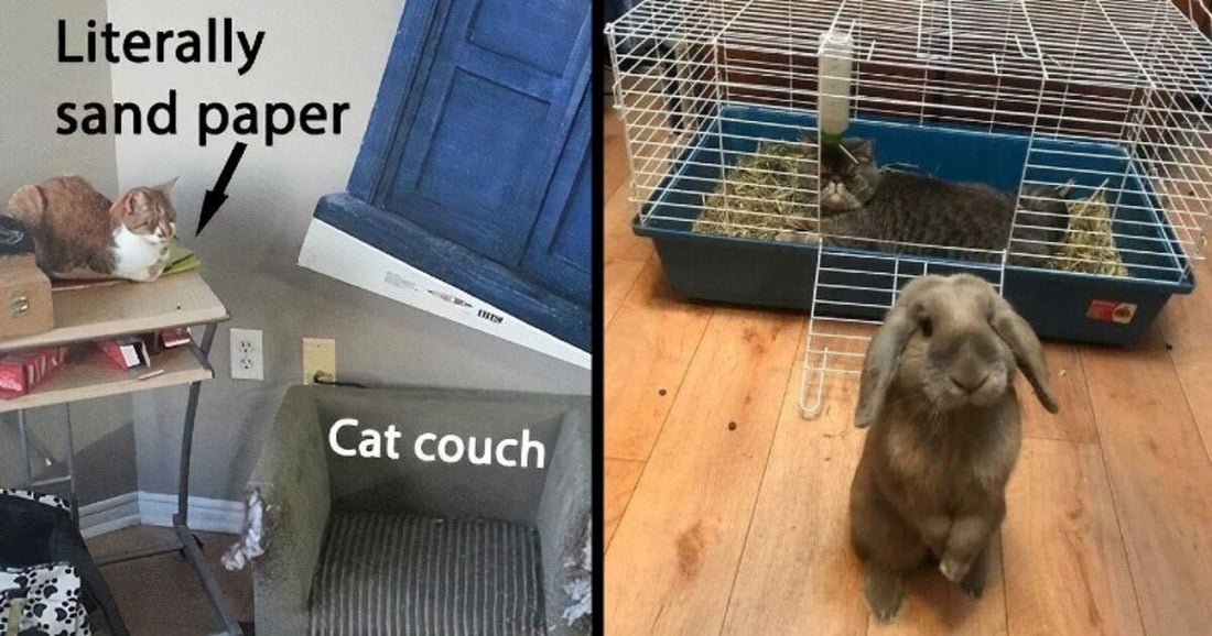 50 Cats Who Chose Literally Anything Over Their Actual Bed