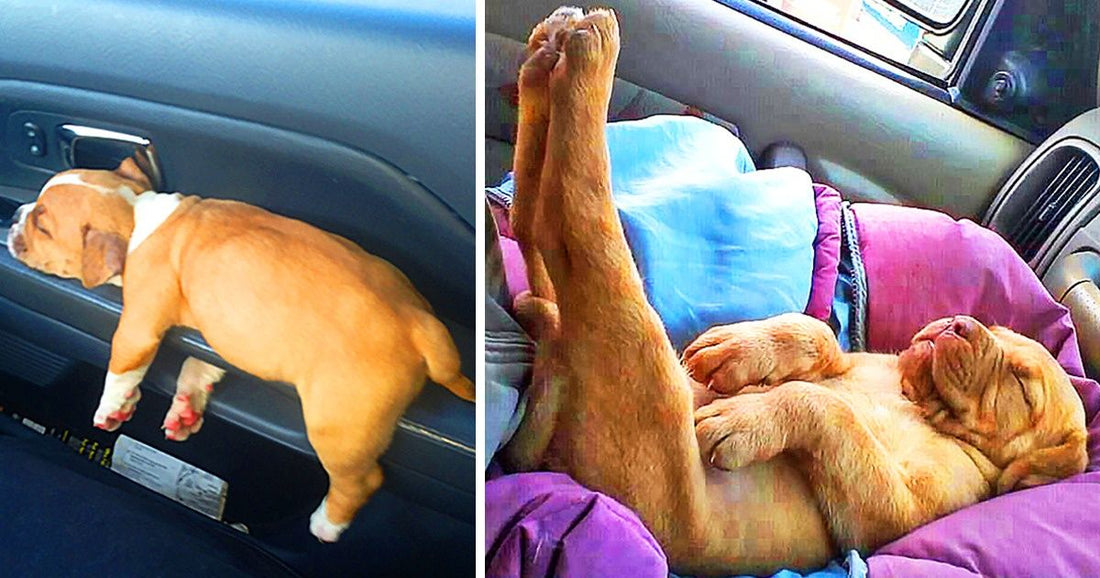 27 Brave Animals Who Adorably Lost Their Fight With Sleep