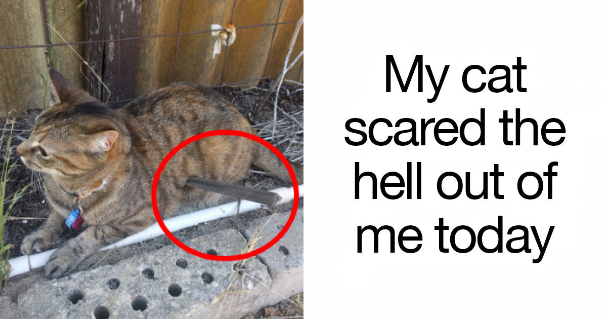 50 Funniest Snapchats Of Cats That Prove Life With Cats Is A Wild Adventure - grandgoldman.com