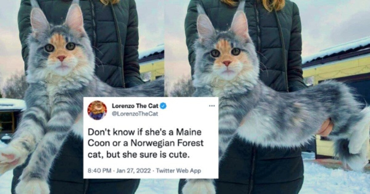 Cat Owners Share Glories Pics Of Their Maine Coons And Norwegian Forest Cats - grandgoldman.com