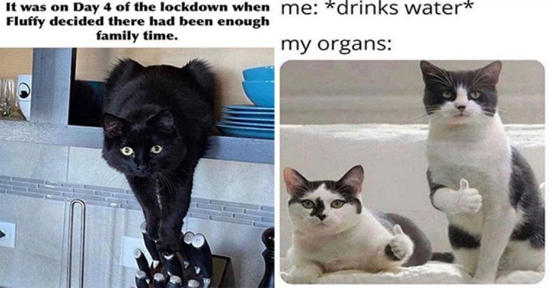 Purrfect Cat Memes To Make Your Week Better - grandgoldman.com