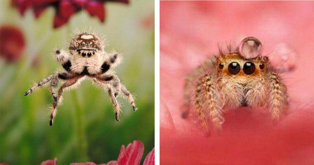 12 Colorful Spiders That Will Cure Your Arachnophobia With Their Cuteness
