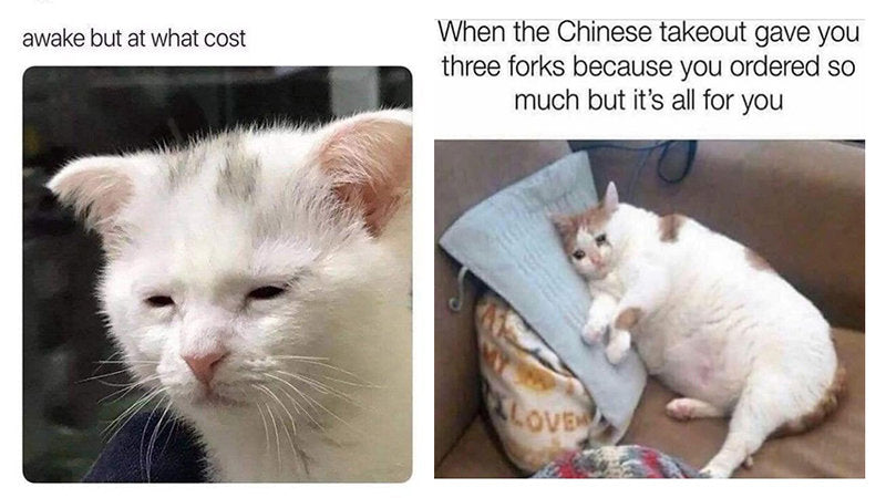 15 Relatable Cat Memes That Hit Too Close To Home