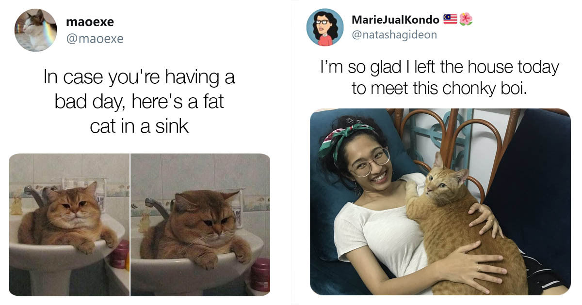 15 Really Chonky Animals That’ll Make Your Day Better