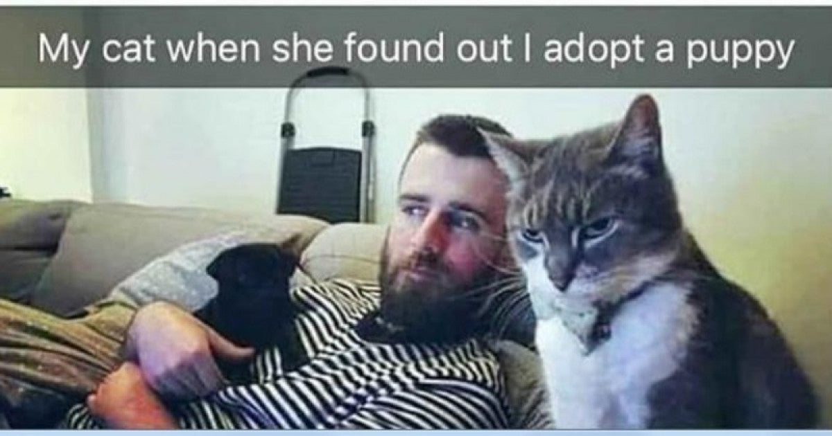 12 Cats Who Are “Pleased” To Meet Their Dog Siblings But Their Reactions Says Otherwise
